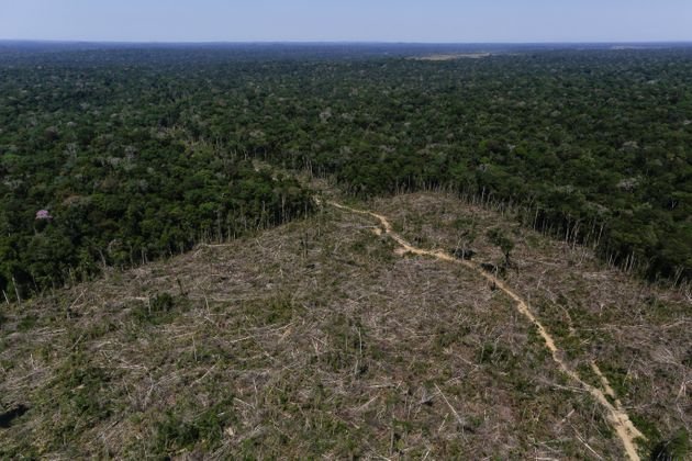 Bilionários, políticos, banqueiros e estrangeiros entre os 25 maiores desmatadores no Brasil