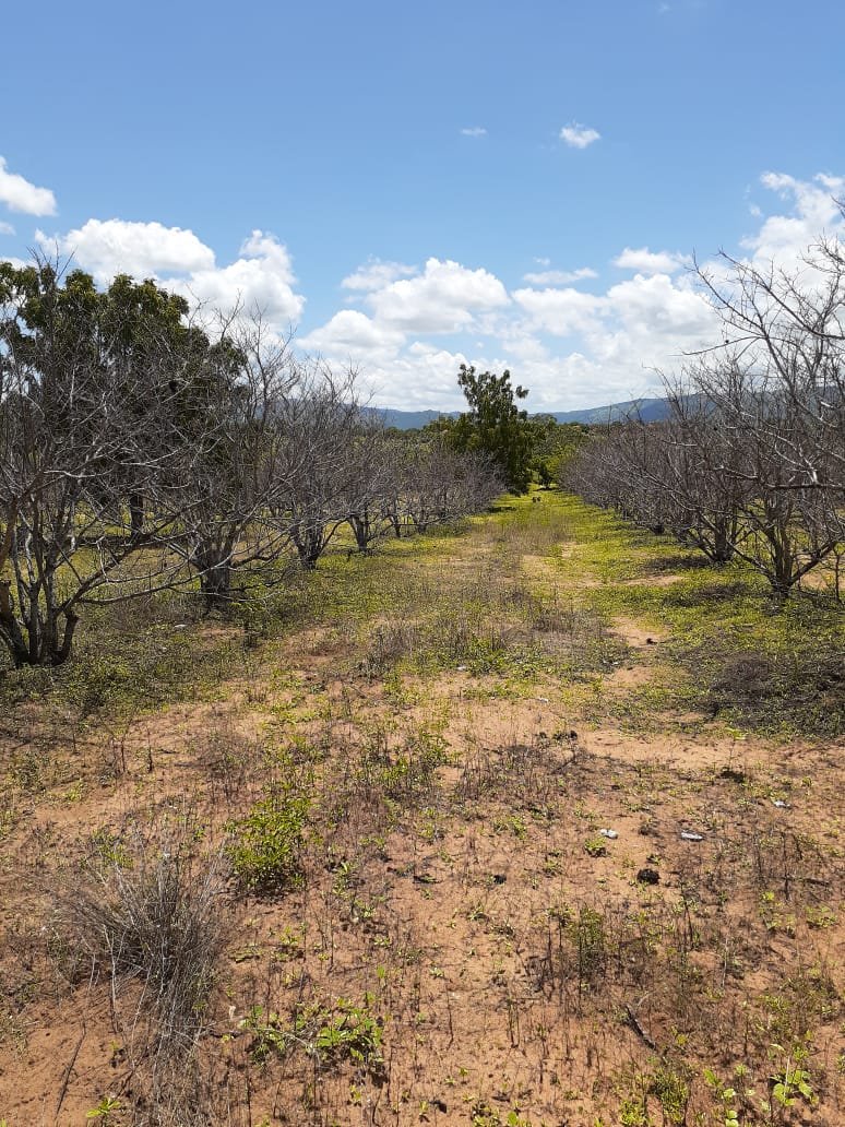 Praga: lagartas devastam plantações de pinha em Estrela de Alagoas e safra está comprometida