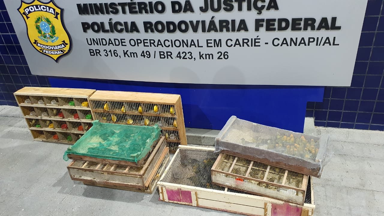 PRF resgata 280 pássaros silvestres que estavam sendo transportados irregularmente