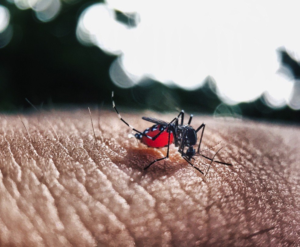 Disseminação do Aedes aegypti é nova ameaça à saúde dos alagoanos