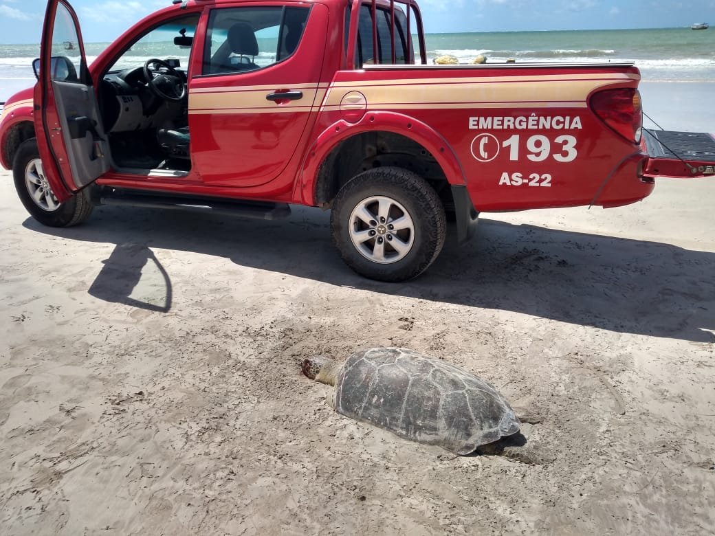 Tartaruga é encontrada morta na orla marítima de Maragogi