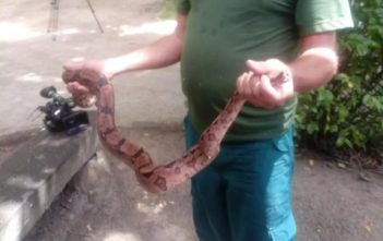 OAB/AL vai acompanhar caso de cobra encontrada dentro de caixa nos Correios em Maceió Animal seria enviado ao Rio de Janeiro