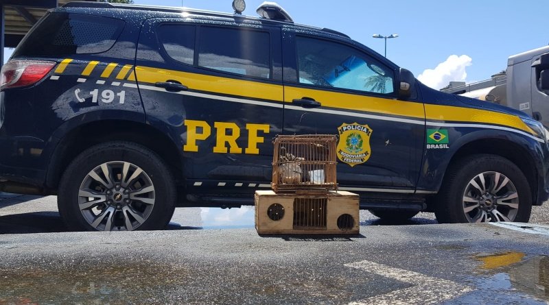 PRF prende dois homens por crimes ambientais em Pilar e São Sebastião