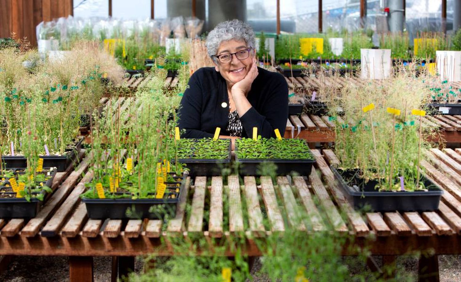 Joanne Chory: “As plantas estão estressadas, florescem em épocas que não deveriam”
