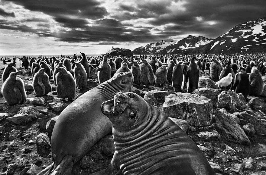 Sebastião Salgado e a natureza intocada em ‘Gênesis’
