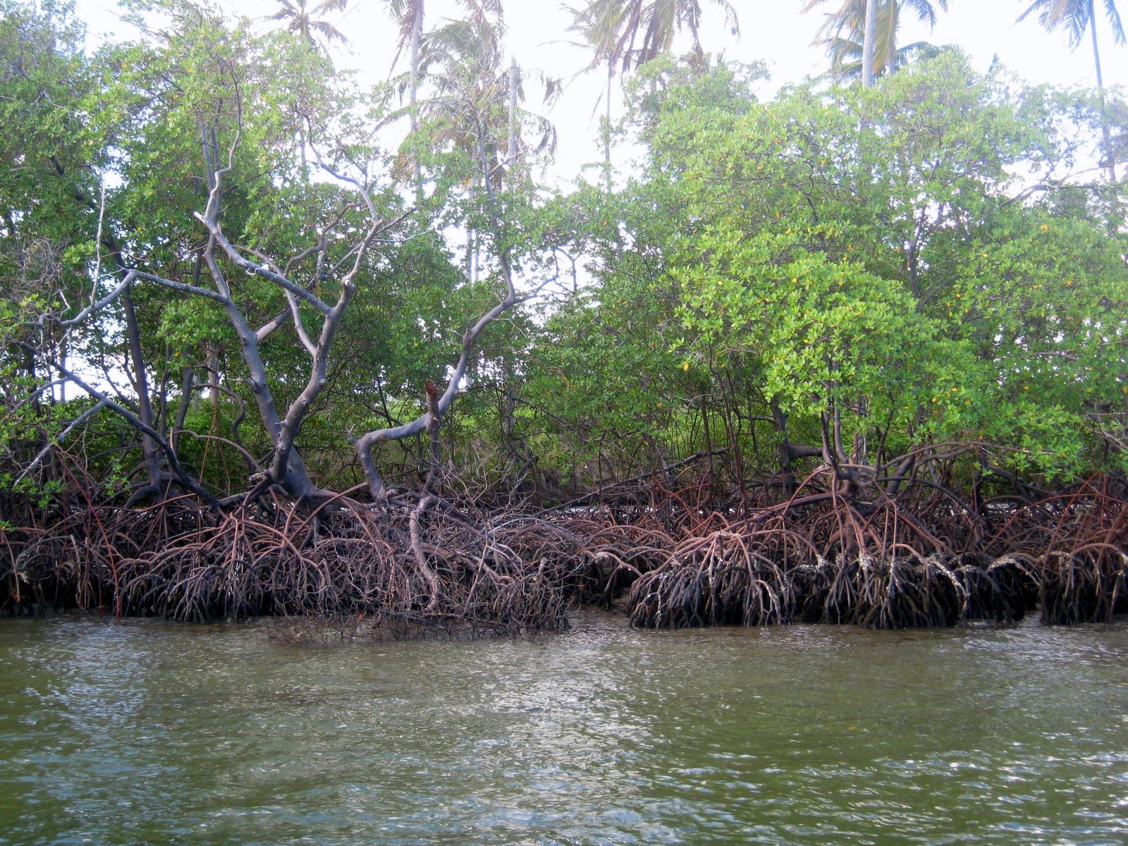 Alagoas precisa abandonar modelo predatório de desenvolvimento