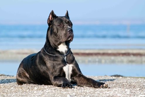 Cane_Corso_2019-08-29T203105
