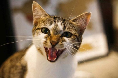 10 coisas que seu gato odeia sobre a caixa de areia – Gatinho Branco