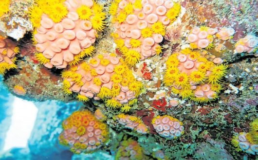 Petrolíferas devem remover coral nocivo antes de acessar Porto de Maceió