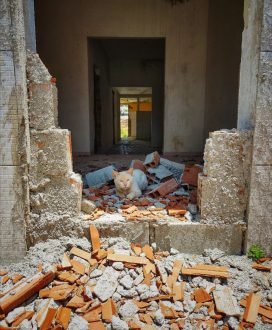 Vítimas da Braskem denunciam abandono e sumiço de animais dos bairros afetados pela mineradora