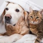 Evento de adoção de cães e gatos será realizado em Maceió no dia 1º de agosto