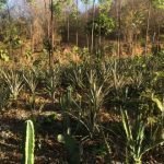Edital destina R$ 60 milhões para recuperação da Caatinga em nove estados