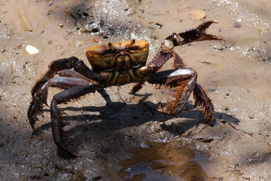 Caranguejo na mesa depende do respeito ao defeso