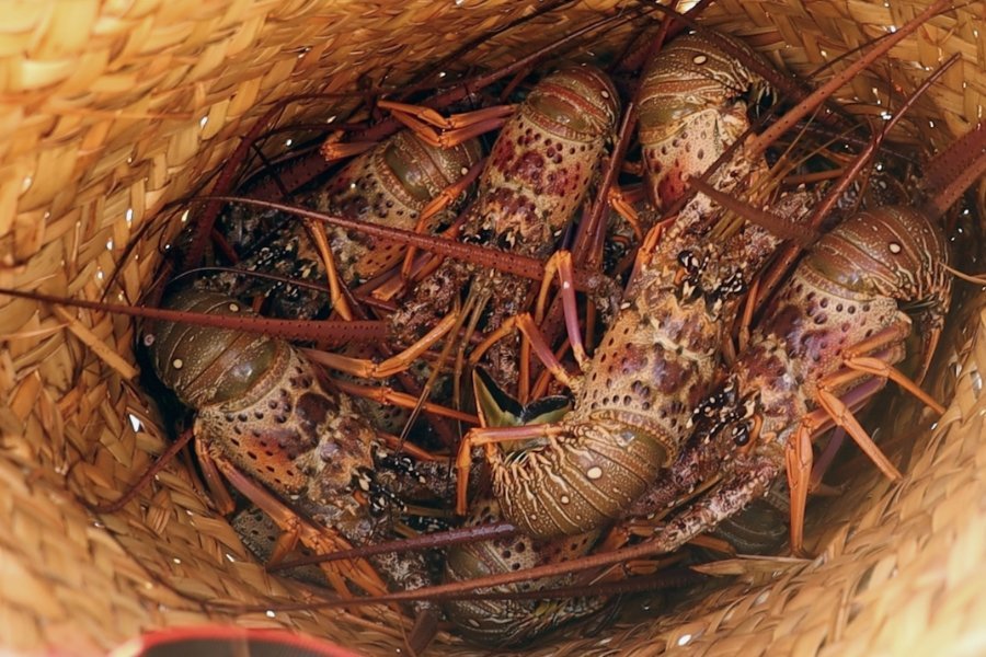 Pesca e comércio de lagosta estão proibidos no Brasil
