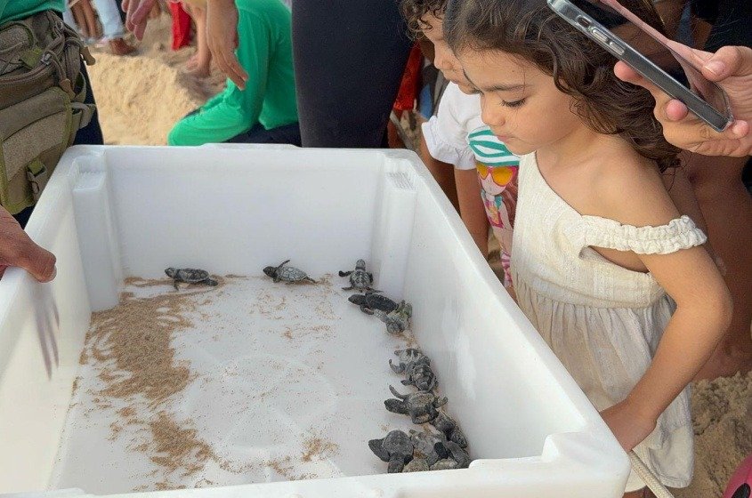 Tartarugas-de-pente ganham o mar em Guaxuma em emocionante soltura