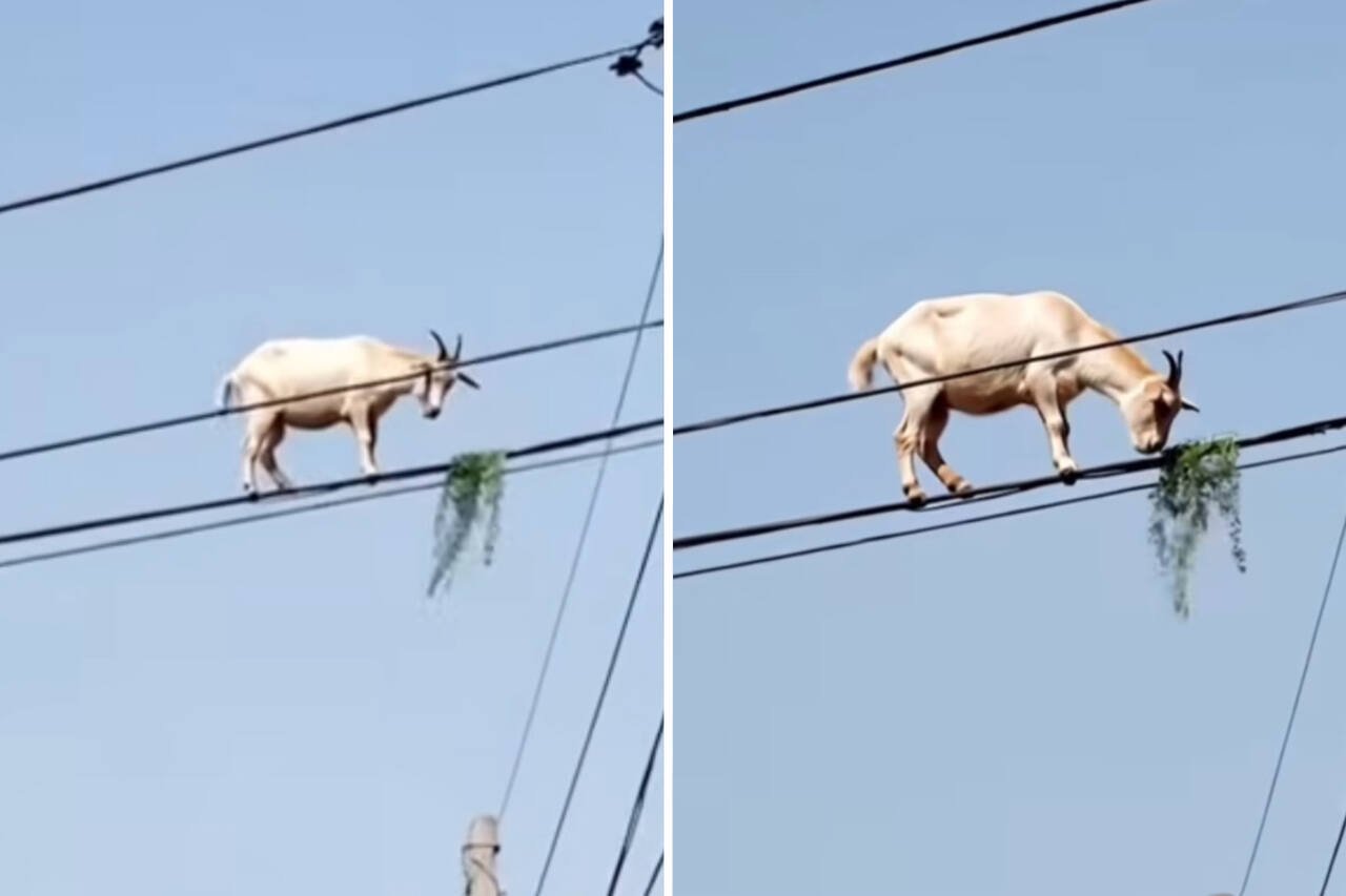 Vídeo impressionante mostra cabrito almoçando na fiação elétrica
