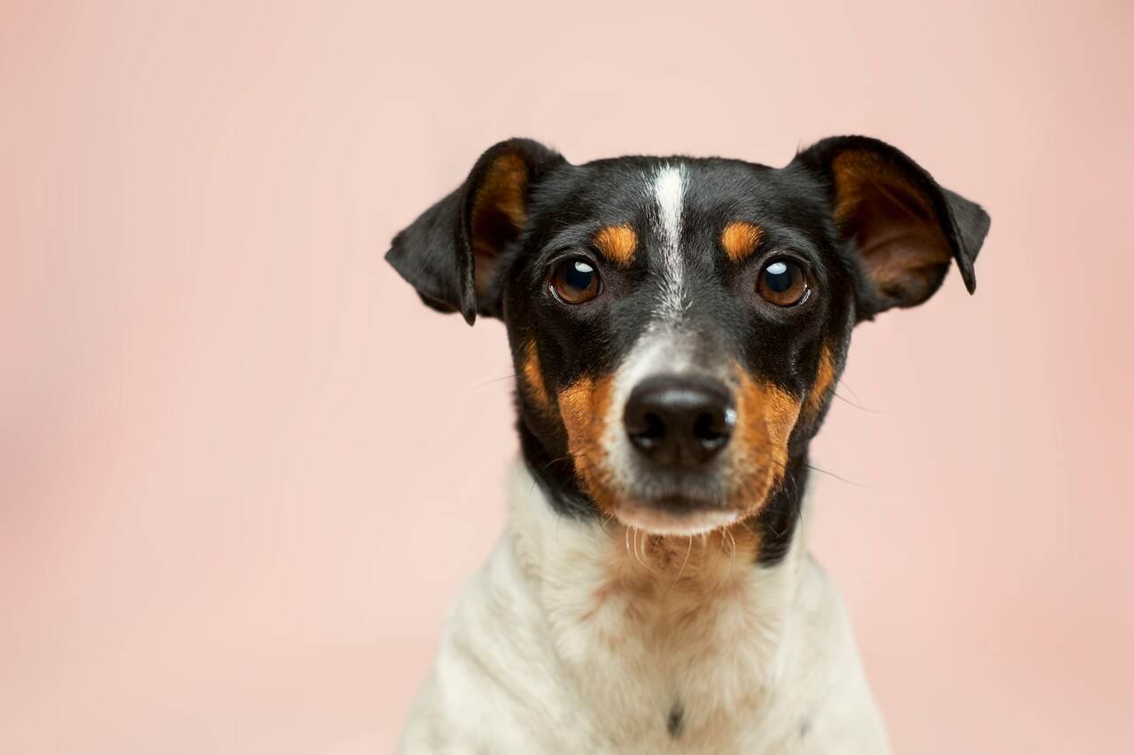 Mais de 99% dos cães têm problemas de comportamento, indica estudo