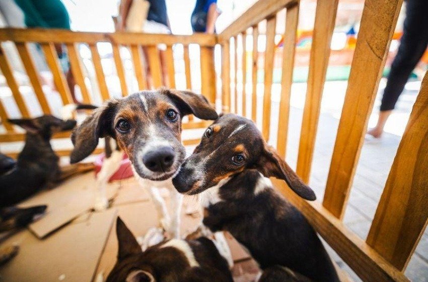 Feira de Adoção oferece nova chance para cães e gatos neste sábado (24)