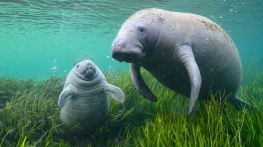 No mar também é Dia das Mães: conheça o cuidado materno do peixe-boi