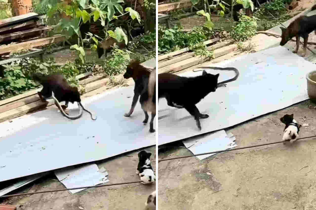 Vídeo impressionante registra luta de vida e morte entre cobra e cães