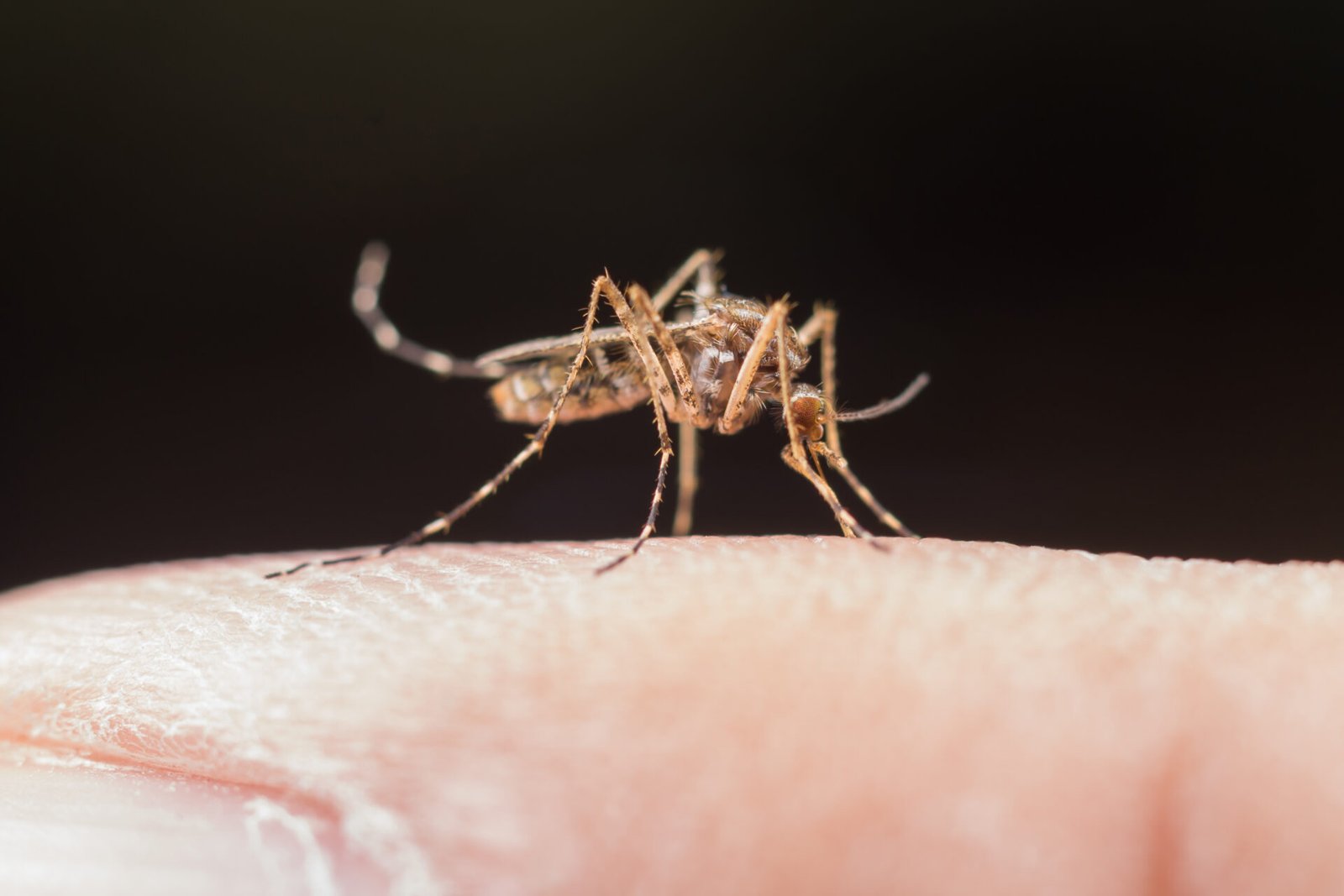 Dengue grave: reconheça sintomas e evite complicações