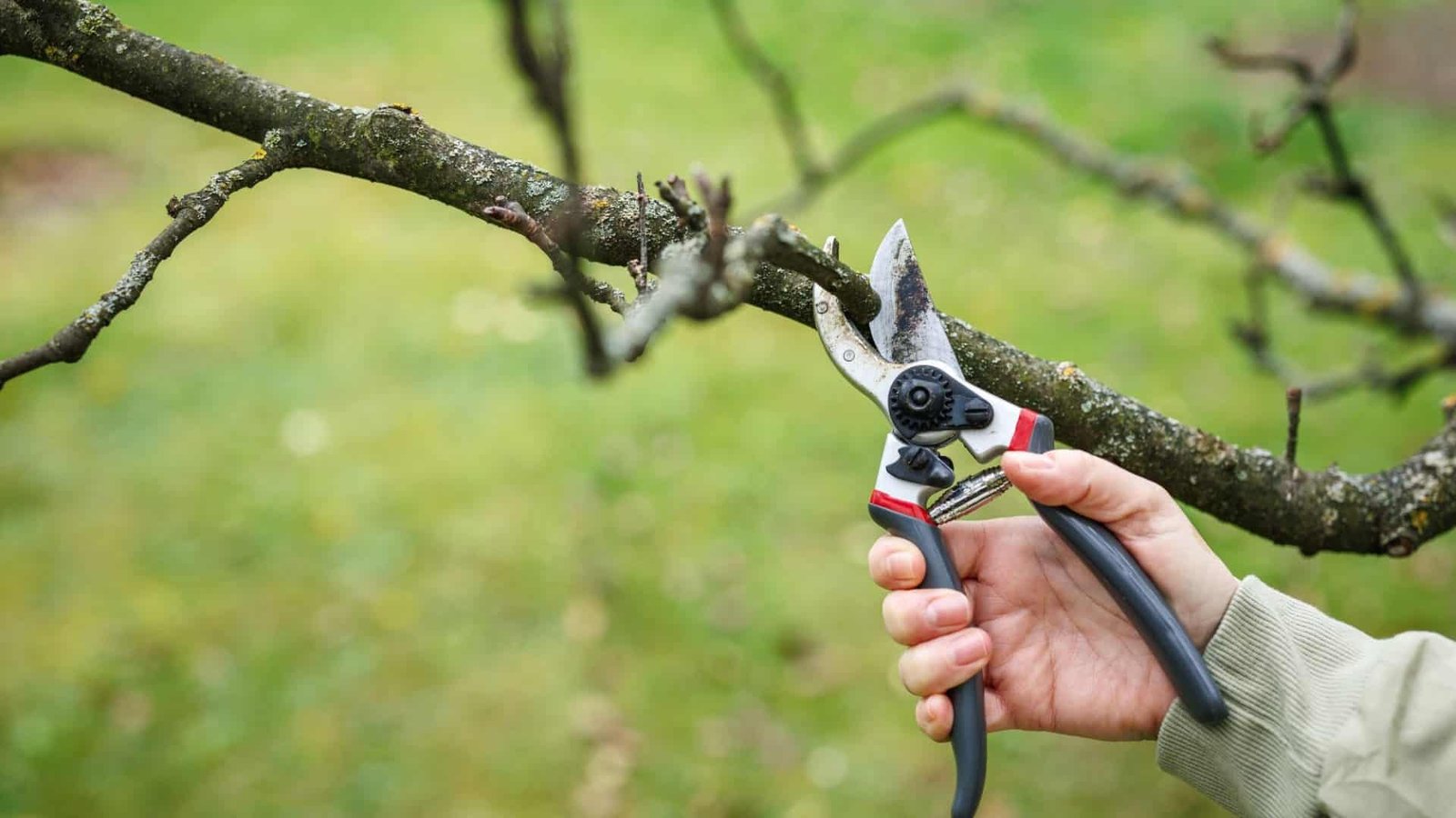 Ouça o ‘grito’ de uma planta ao ser cortada