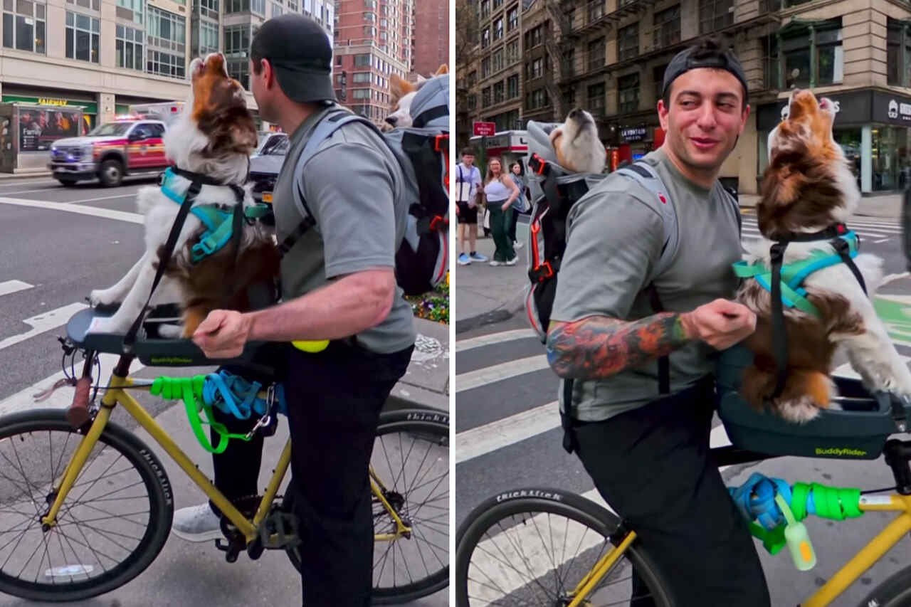 Vídeo fofo: cães uivam para imitar ambulância na rua