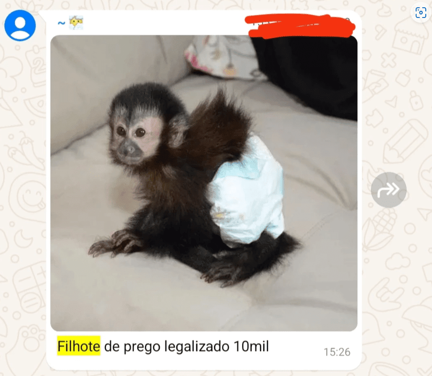 Comando Vermelho usa WhatsApp para vender armas, drogas e animais