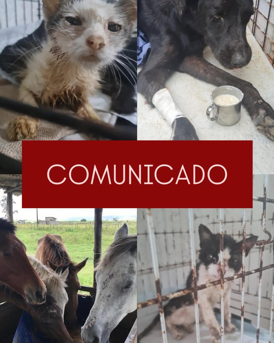 Projeto Pata Voluntária corre risco de encerrar atividades por falta de recursos