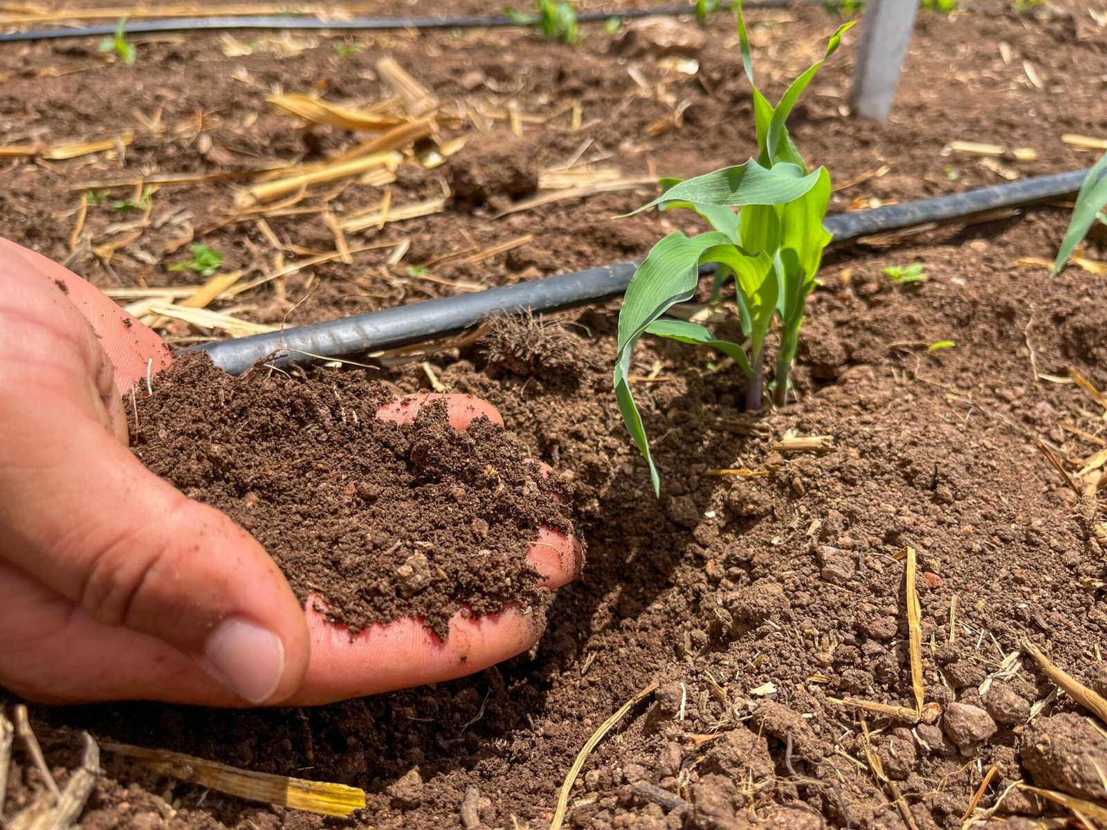 Alagoas foi o primeiro estado do Nordeste a lançar Plano de Agricultura de Baixo Carbono