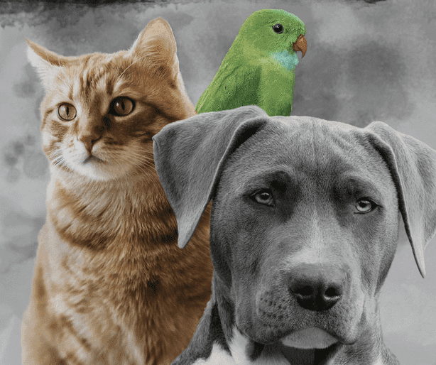 Comissão de Bem-Estar Animal promove campanha contra maus-tratos a animais na Ufal