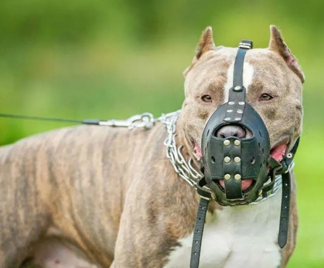 Projeto de lei reforça segurança no trânsito de animais com histórico de agressividade