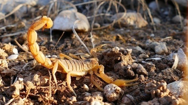 Casos crescentes de picada de escorpião acendem alerta; saiba como agir