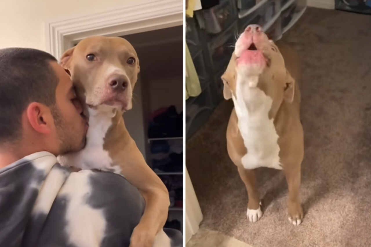 Vídeo hilário registra as reações de cães extremamente ciumentos