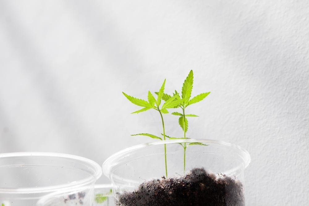 Em um ano, compra de produtos derivados da cannabis nas farmácias mais que triplica no Brasil