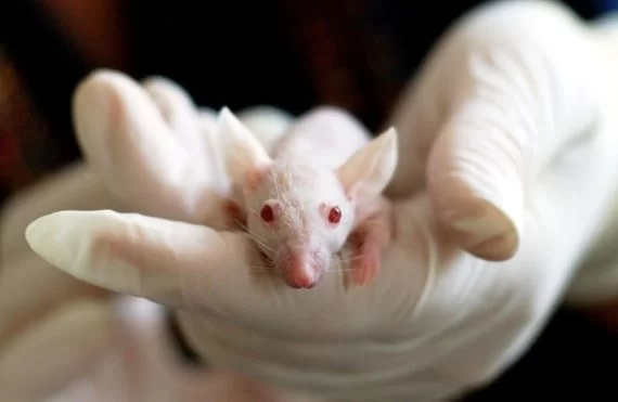 Câmara aprova projeto que proíbe uso de animais em testes de cosméticos