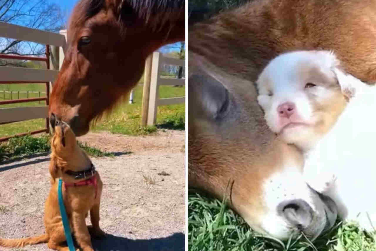 Vídeo fofo registra a amizade entre cães e cavalos