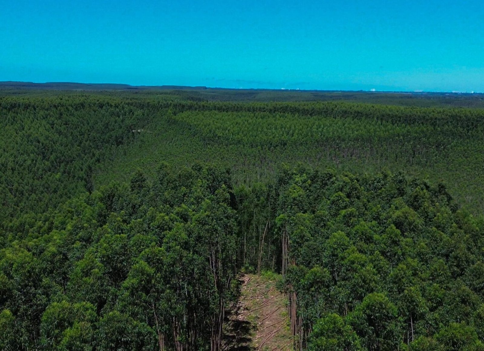 Alagoas amplia florestas plantadas e se destaca na economia verde