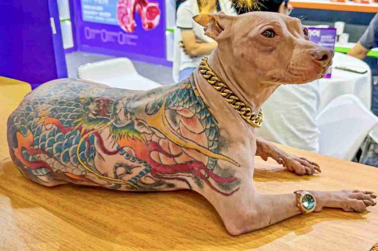 Cão tatuado na China gera indignação e debate sobre a proteção animal