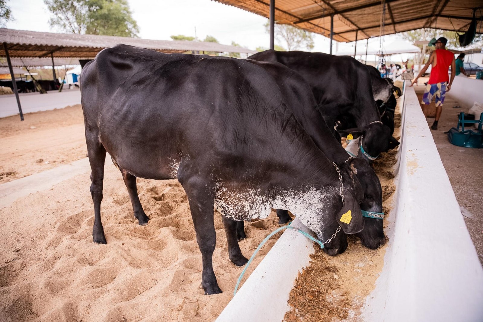 Batalha recebe 42ª Expo Bacia Leiteira com programação técnica