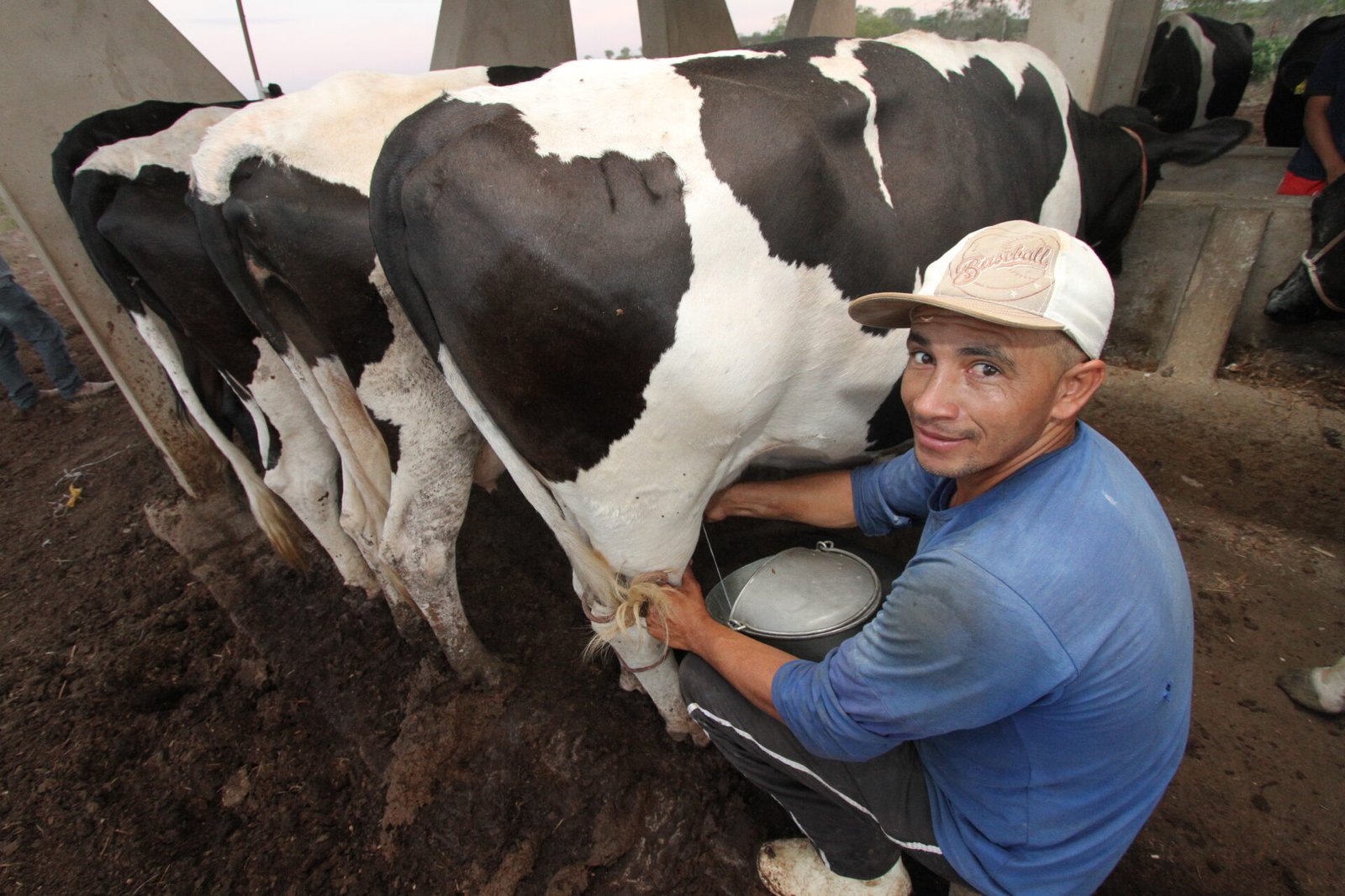 Pecuária de Alagoas cresce 9,2% e movimenta R$ 1,8 bilhão em 2024