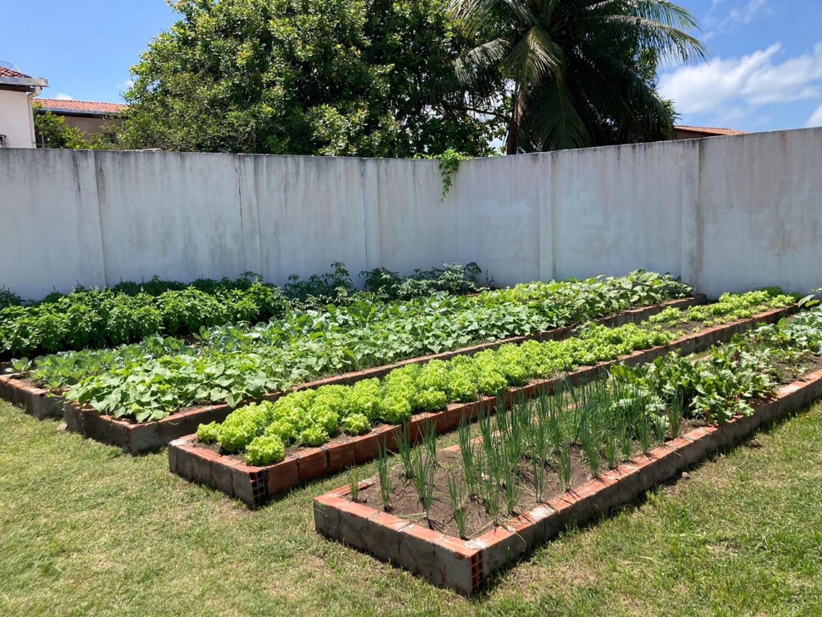 Programa Hortas Urbanas leva alimentação, cuidado e autonomia a Alagoas
