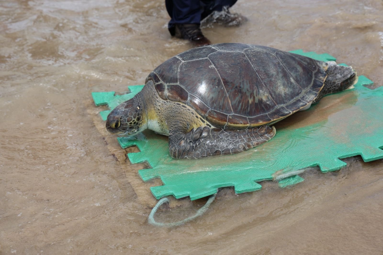 Alagoas cria Grupo de Trabalho para elaborar Plano de Ação das Tartarugas Marinhas