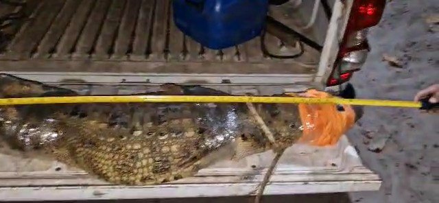 Policial científico resgata jacaré que invadiu casa em Marechal Deodoro