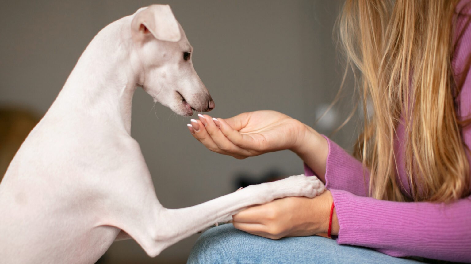 Cinco benefícios da suplementação para reduzir a ansiedade em cães