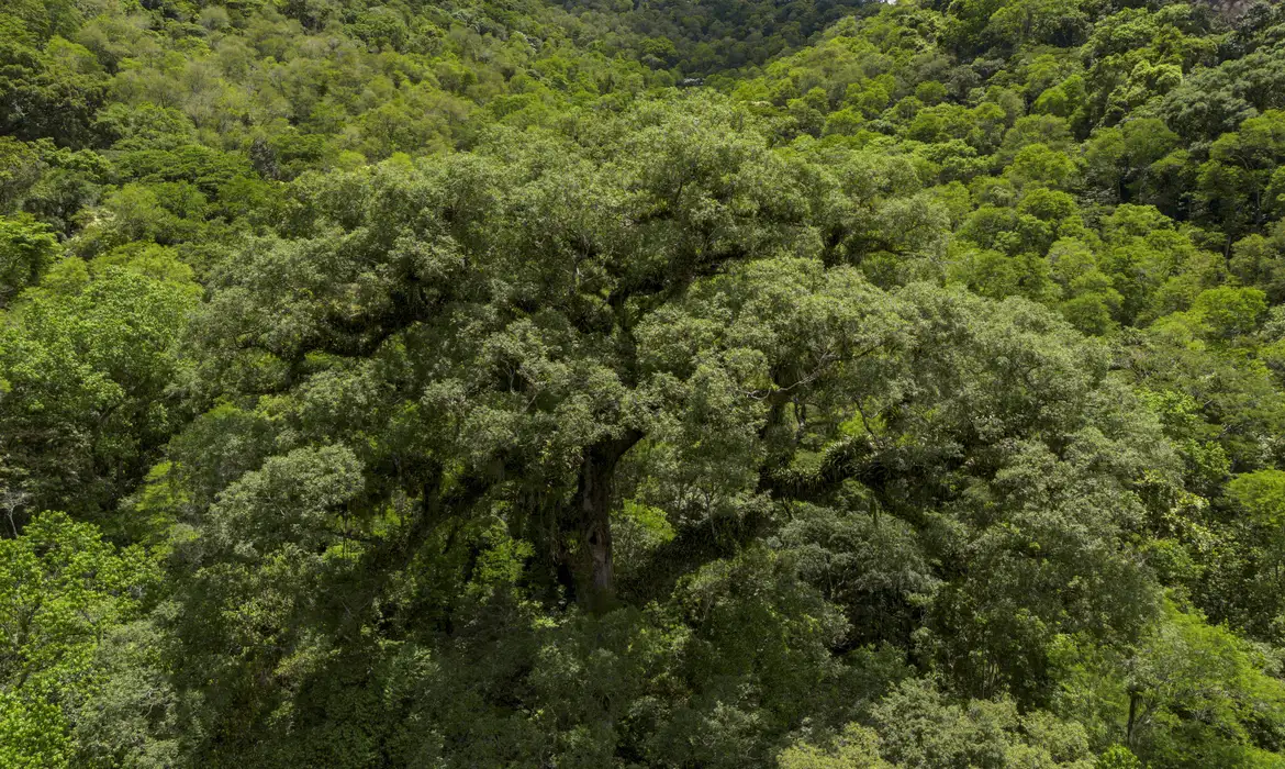 Mata Atlântica perde 2,4 milhões de hectares em 40 anos, aponta MapBiomas