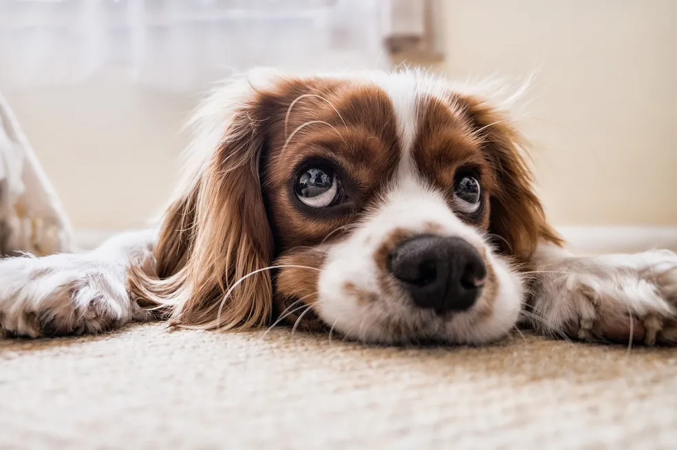 Ansiedade canina: saiba como identificar os sinais que os cães escondem (antes que seja tarde)