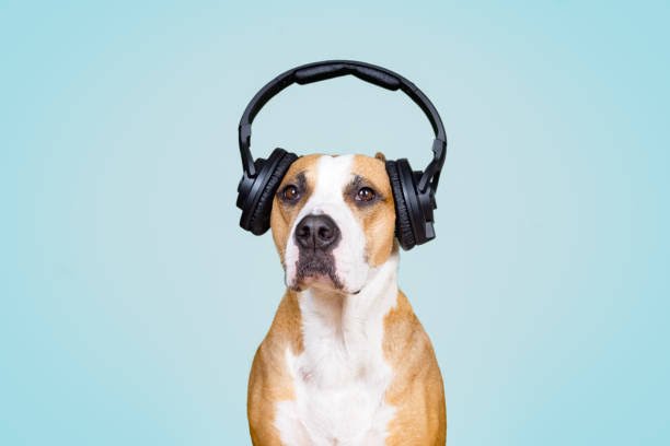 Cães preferem reggae e gatos ignoram humanos: como a música afeta seus pets