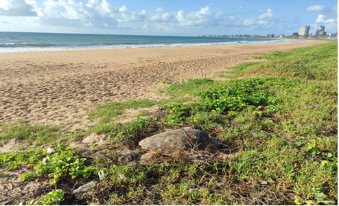 Entidades denunciam intervenções irregulares e com risco de colapso ambiental na foz do Rio Jacarecica