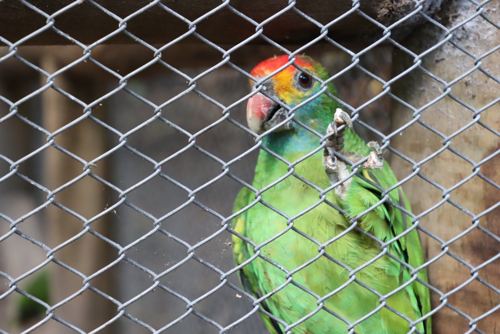 Papagaios Chauás entram em fase final de reabilitação para voltar à natureza em Alagoas